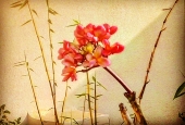 IIP Online Student Photography